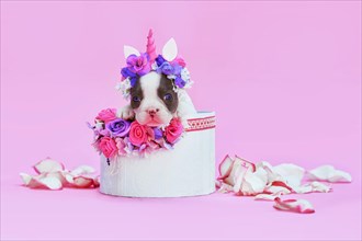 Cute blue pied French Bulldog dog puppy with unicorn headband with horn peeking out of box with