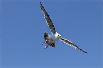 Western gull (Larus occidentalis), adult on the coast, California, USA, North America