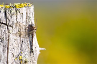 Zigzag darner (Aeshna sitchensis) sitting on a tree stump, dragonfly, close-up, nature photograph,