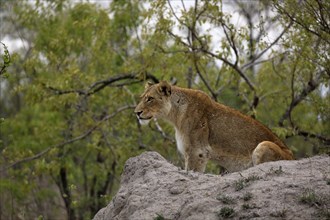 Lion (Panthera leo), adult, female, alert, on rocks, Sabi Sand Game Reserve, Kruger National Park,