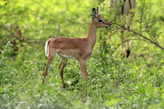 Black heeler antelope, (Aepyceros melampus), young animal, foraging, alert, Kruger National Park,