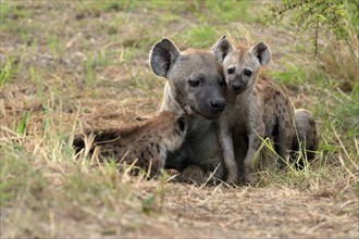 Spotted hyena (Crocuta crocuta), adult, young, mother with young, at the den, social behaviour,