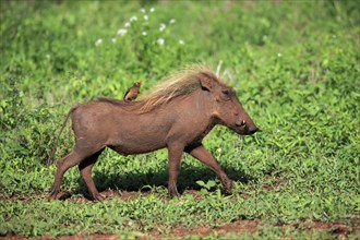 Warthog, (Phacochoerus aethiopicus), with red beak Oxpecker, (Buphagus erythrorhynchus), adult,