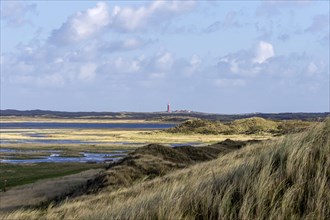 Duinen van Texel National Park, dunes of Texel, North Sea island of Texel, West Frisian island,