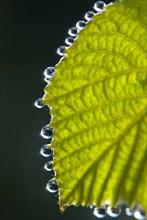 A green leaf of a vine plant (Vitis) with shiny water droplets on the edge in sunlight, dewdrops