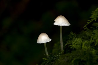 Mycena epipterygia mushroom on moss against a dark background, Mindelheim, Unterallgaeu, Bavaria,