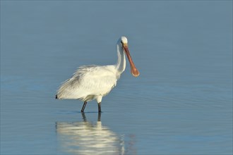 Spoonbill (Platalea leucorodia), young bird looking for food, animal standing in shallow water,