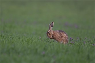 Brown hare (Lepus europaeus) adult animal washing its front foot in a cereal crop with Red-dead