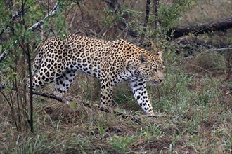 Leopard (Panthera pardus), adult, stalking, alert, Sabi Sand Game Reserve, Kruger NP, Kruger