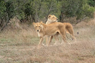 Lion (Panthera leo), adult, female, two females, social behaviour, Sabi Sand Game Reserve, Kruger