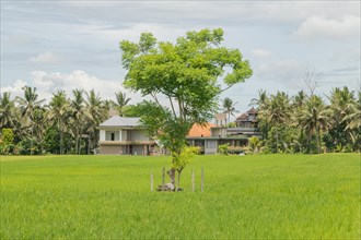 Rice fields with house in countryside, Ubud, Bali, Indonesia, green grass, large trees, jungle and