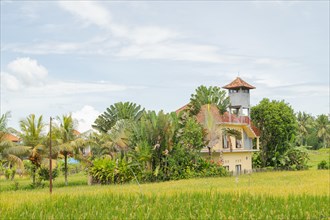 Rice fields with house in countryside, Ubud, Bali, Indonesia, green grass, large trees, jungle and