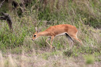 Steenbok (Raphicerus campestris), adult, female, foraging, running, dwarf antelope, Kruger National