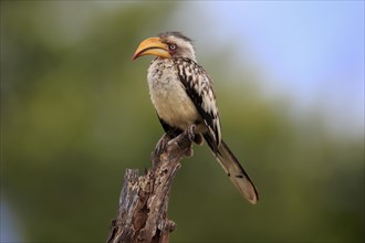 Southern yellow-billed hornbill (Tockus leucomelas), adult, in perch, Kruger National Park, Kruger