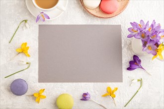 Beige paper sheet mockup with spring snowdrop crocus flowers and multicolored macaroons on gray