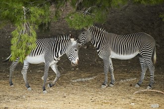 Plains zebras (Equus quagga) standing under a scots pine in the dessert, captive, distribution