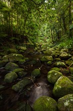 Stream in the Australian jungle. Subtropical rainforest in New South Wales, Australia, Oceania