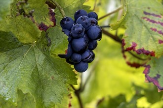 Blue grapes (Vitis sp.) on the vine, with raindrops, Southern Palatinate, Palatinate,