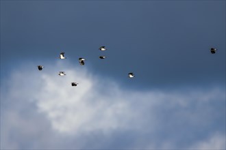 Northern Lapwing, Vanellus vanellus, birds in flight on cloudy sky