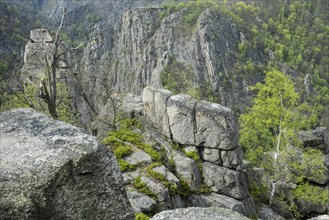 View of rocks and trees in the Bode Valley from the Hexentanzplatz, view of the Rosstrappe, steep