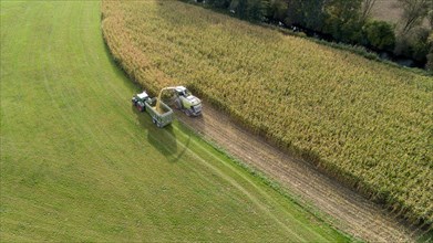 Tractor and maize chopper harvesting maize in Bavaria, Germany, Europe