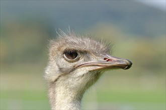 Common ostrich (Struthio camelus), portrait, captive, Germany, Europe