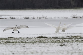 Tundra swans (Cygnus bewickii) approaching, Emsland, Lower Saxony, Germany, Europe