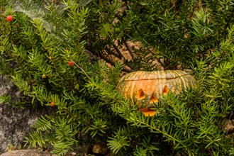 Close up of Jack-O-Lantern hiding in evergreen tree next to large boulder in South Korea