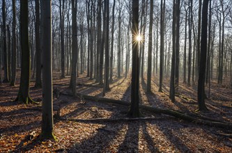 Deciduous forest in autumn, backlit with sun star, Thuringia, Germany, Europe