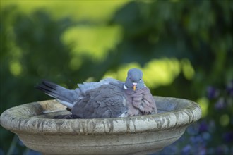 Wood pigeon (Columba palumbus) adult bird in a garden bird bath, Suffolk, England, United Kingdom,