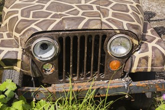 Brown and white camouflage painted safari Jeep with damaged front end, Quebec, Canada, North