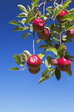 Apple (Malus domestica) tree branches with red fruit in late summer, Quebec, Canada, North America