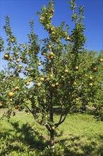 Apple (Malus domestica) tree with golden yellow fruit in late summer, Quebec, Canada, North America
