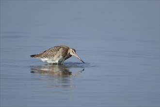 Black tailed godwit (Limosa limosa) adult bird washing itself in a shallow lagoon, Lincolnshire,