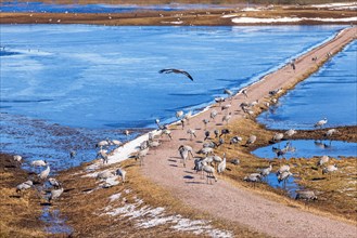 Flock of cranes (grus grus) on a dirt road by a flooded lake in spring, Hornborgasjoen, Sweden,