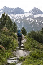 Mountaineer on a hiking trail in a picturesque mountain landscape with alpine roses, mountain peak