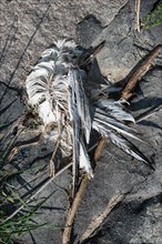 The remains of a bird lying on the ground between stones and twigs, dead arctic tern (Sterna