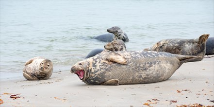 Group of grey seals lying relaxed on a sandy beach, one animal yawning with its mouth wide open and