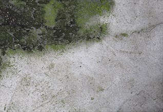 Mossy concrete texture background