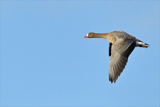 Greater white-fronted goose (Anser albifrons), in flight, Lower Rhine, North Rhine-Westphalia,