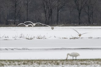 Mute swans (Cygnus olor), approaching, Emsland, Lower Saxony, Germany, Europe