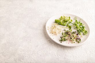 White ceramic plate with microgreen sprouts of green pea, sunflower, alfalfa, radish on gray