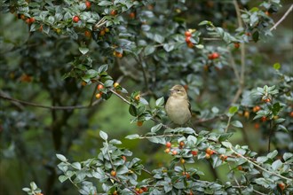 European chaffinch (Fringilla coelebs) adult female bird amongst a berry laiden Cotoneaster tree,