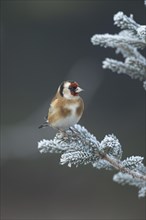 European goldfinch (Carduelis carduelis) adult bird on a frost covered Christmas tree, Suffolk,