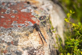 Zigzag darner (Aeshna sitchensis) sitting on a rock, dragonfly, close-up, nature photograph, Tinn,