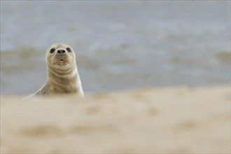 Common or Harbor seal (Phoca vitulina) juvenile baby pup on a beach, Norfolk, England, United