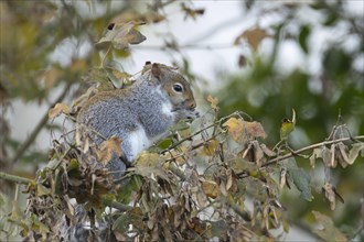 Grey squirrel (Sciurus carolinensis) adult feeding on Field maple tree seeds, Suffolk, England,