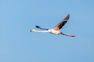 Pink flamingo flight photo