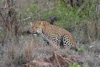 Leopard (Panthera pardus), adult, pair, mating, Sabi Sand Game Reserve, Kruger National Park,