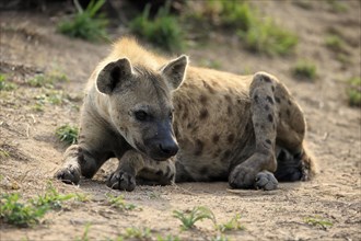 Spotted hyena (Crocuta crocuta), adult, resting, Sabi Sand Game Reserve, Kruger National Park,